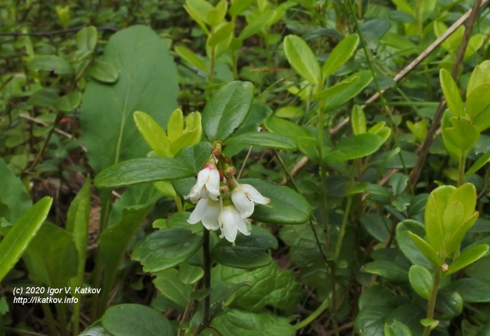     . Vaccinium vitis-idaea L.